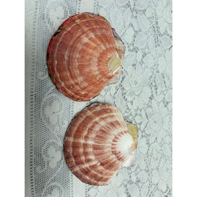 Natural Handcrafted Shell Trinket Tray For Sale In Sacramento - Image 6 of 7