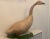 Woodcarved from two pieces of wood, this goose is large and will make a statement to your handcrafted collection of decoys.
