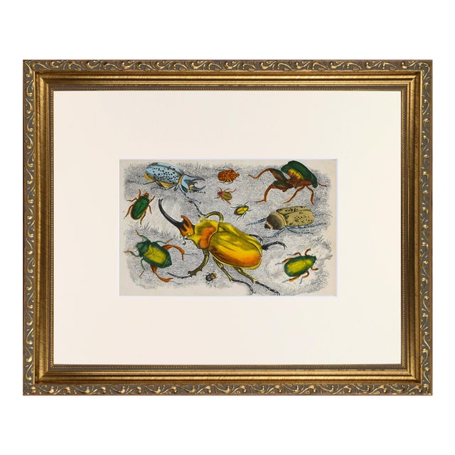 19th Century Antique English Hand Colored Entomological Engraving of Beetles For Sale