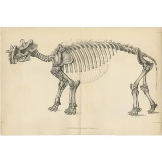 Marsh, Paleontology Illustration of a Dinoceras Mirabile, 1886, Print For Sale