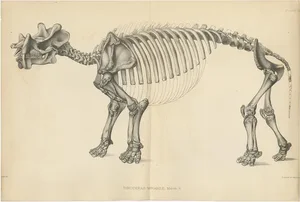 Marsh, Paleontology Illustration of a Dinoceras Mirabile, 1886, Print