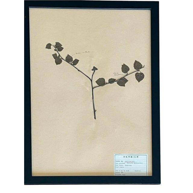 Paper 1965 French Herbarium Botanical Specimens – Set of 9 Custom Framed Pressed Botanicals For Sale - Image 7 of 17