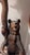 Black Forest Bear Umbrella Stand For Sale In Chicago - Image 6 of 9