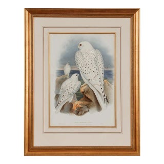 Greenland Falcon "Falco Candicans": A 19th C. Hand-Colored Lithograph by John Gould and Henry Constantine Richter, 1862-1873 For Sale