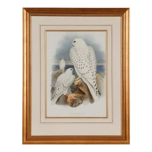 Greenland Falcon "Falco Candicans": A 19th C. Hand-Colored Lithograph by John Gould and Henry Constantine Richter, 1862-1873