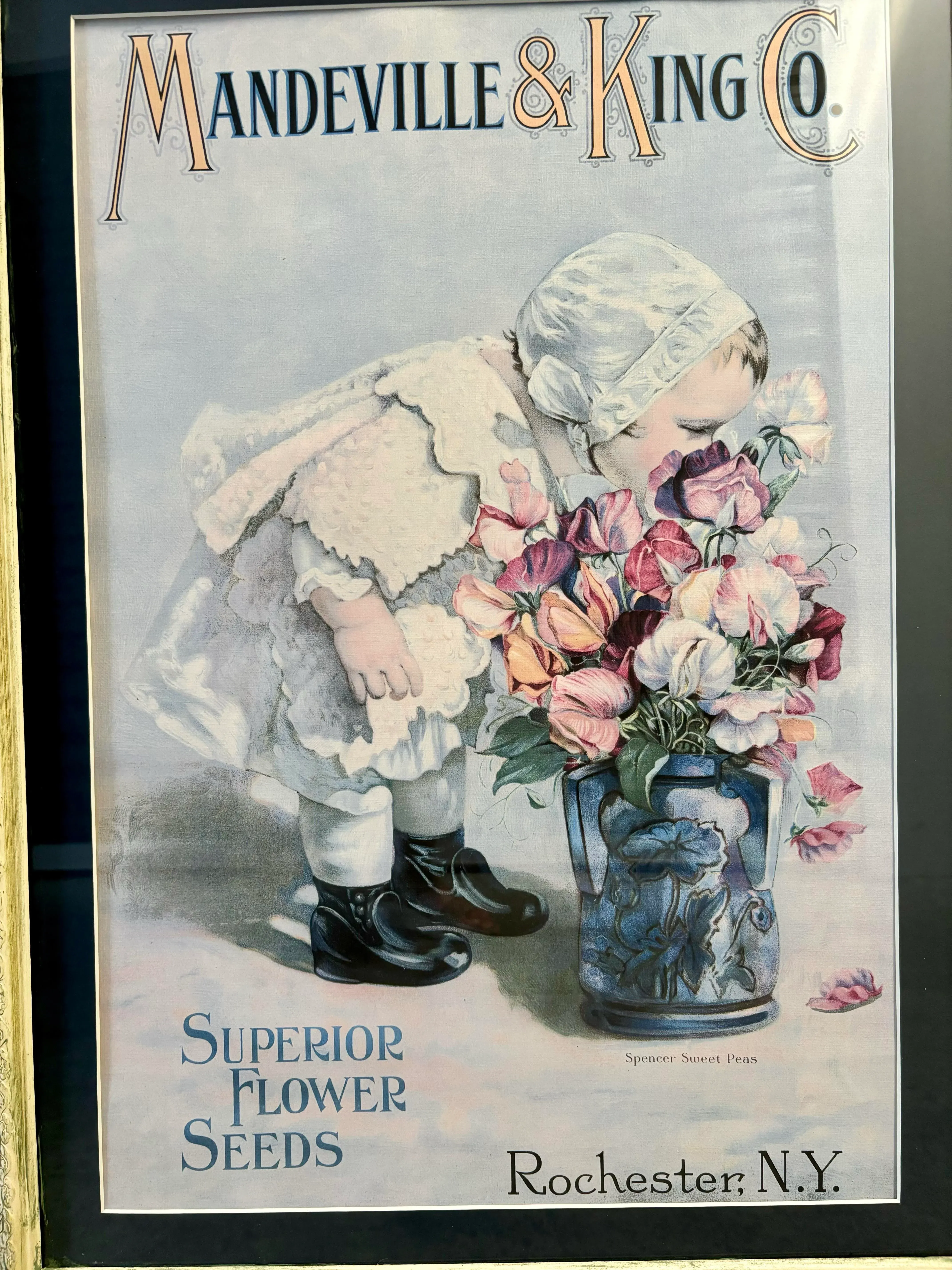メ*ー様 BABYL JOHN McMURTORIEポスターアート世界限 Mid 20th Century Mandeville & King Co Superior Flower Seeds