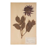 Vintage Swedish Herbarium - Dahlia, Circa 1940 For Sale