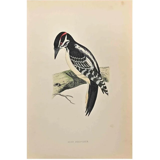 Hairy Woodpecker is a modern artwork realized in 1870 by the British artist Alexander Francis Lydon (1836-1917). Woodcut...