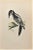 Hairy Woodpecker is a modern artwork realized in 1870 by the British artist Alexander Francis Lydon (1836-1917). Woodcut...