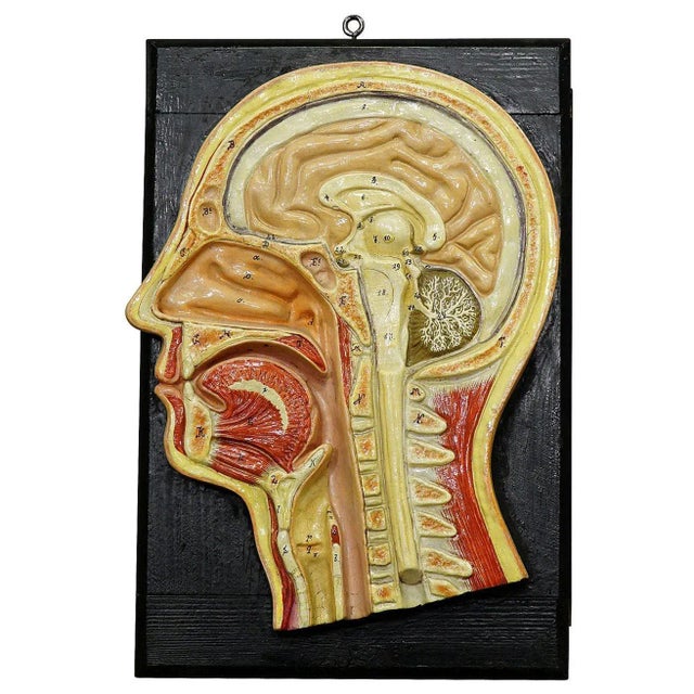 Wood Antique Teaching Aid Median Incision of the Human Head, 1920s For Sale - Image 7 of 7