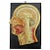 Wood Antique Teaching Aid Median Incision of the Human Head, 1920s For Sale - Image 7 of 7