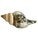 Vintage partially silvered conch shell in the style of Bucellati and Creel and Gow. 5” long