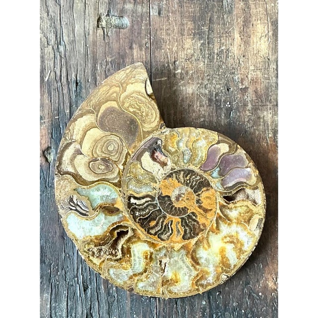 Cream Vintage Fossilized Ammonite Specimen For Sale - Image 8 of 12