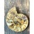 Cream Vintage Fossilized Ammonite Specimen For Sale - Image 8 of 12