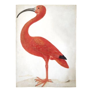 Reproduction Pink Ibis Bird Print For Sale