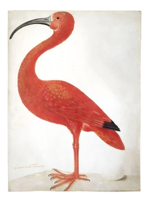 Reproduction Pink Ibis Bird Print