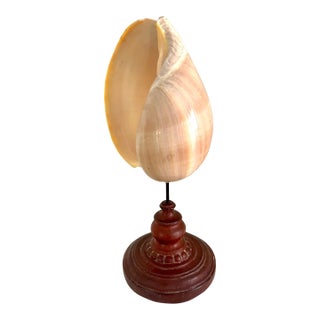 Seashells on Metal Patinated Stand For Sale