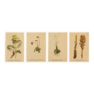 After Anton Hartinger, Alpine Botanical Plates, Small Chromolithographs, 1897, Set of 4 For Sale