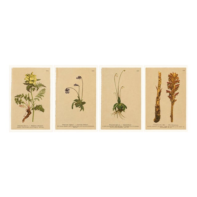 After Anton Hartinger, Alpine Botanical Plates, Small Chromolithographs, 1897, Set of 4 For Sale