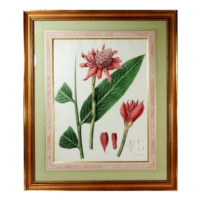 William Roscoe Large Botanical Print of Tropical Plant For Sale