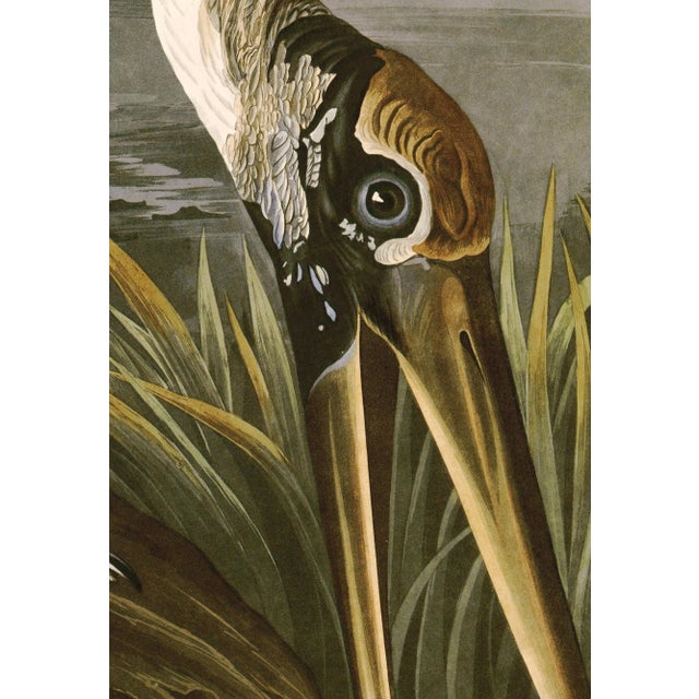 2020s Wood Ibis Print in Black Veneer With Silver Edge Moulding, After Audubon For Sale - Image 5 of 8