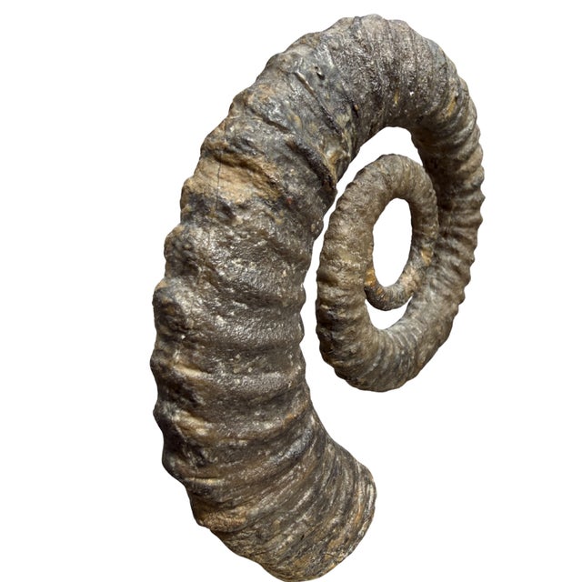 Tribal 15th Century Large Spiral Ammonite Fossil Ram Horn Style Display Specimen on Matrix For Sale - Image 3 of 9
