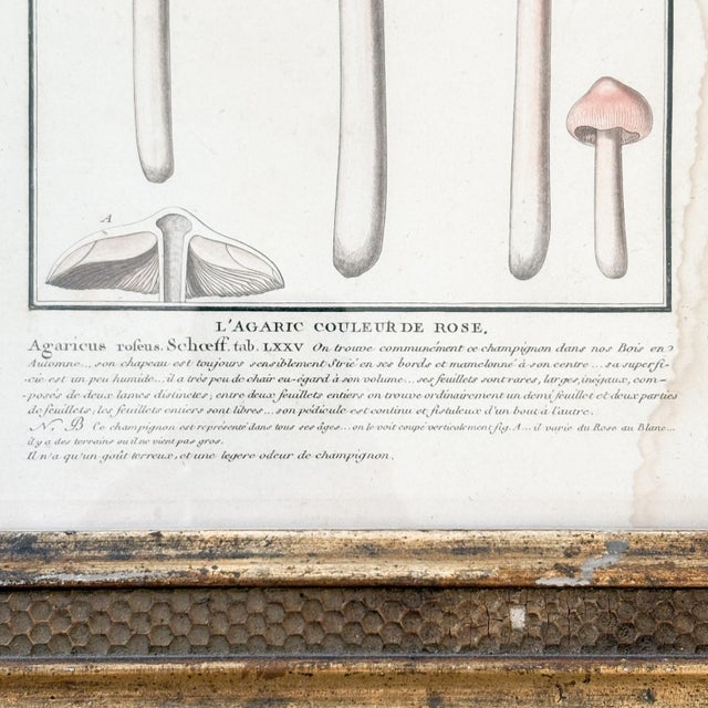 Late 18th Century French Botanical Mushroom "L'Argaric Couleur De Rose" Illustration From 1700's, Antique Framed Etched Botany Art For Sale - Image 5 of 12
