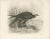 Stonham, Marsh and Hen Harrier Bird, 1908, Monochrome Ornithological Plates, Set of 2 For Sale - Image 6 of 9