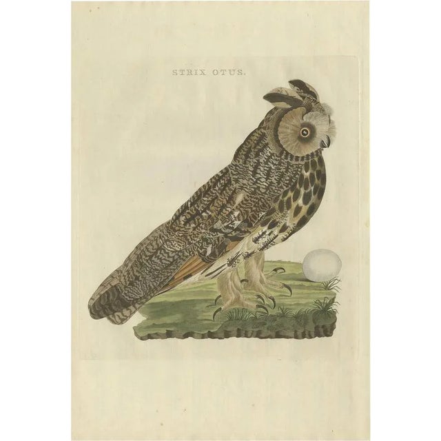 Early 19th Century Sepp & Nozeman, Long-Eared Owl, 1809, Paper For Sale - Image 5 of 5