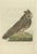 Early 19th Century Sepp & Nozeman, Long-Eared Owl, 1809, Paper For Sale - Image 5 of 5