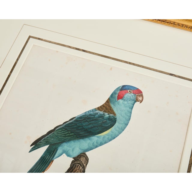 Pair Jacques Barraband Hand Colored Ornithological Bird Prints For Sale - Image 9 of 17