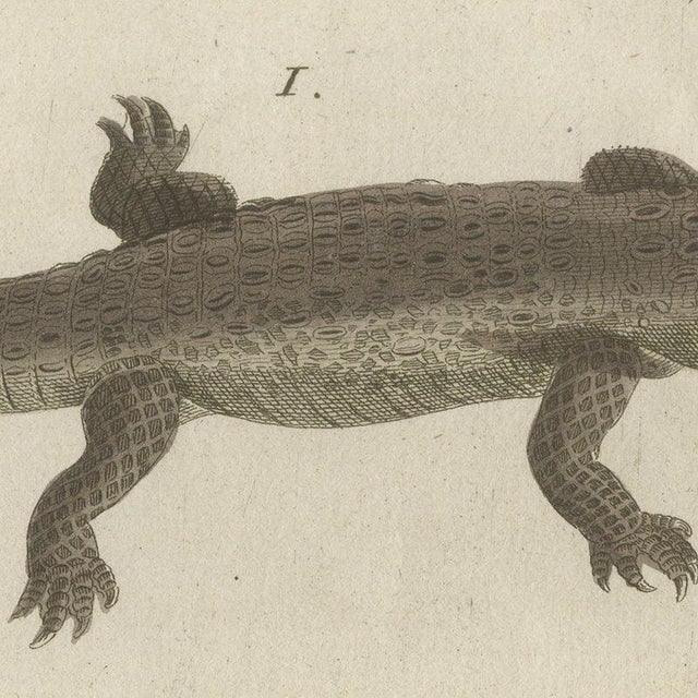 Bertuch, Crocodile with a Study of Its Skull, 1809, Print For Sale - Image 6 of 12