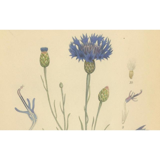 Blue Carl Lindman, Cornflower Botanical Study, Centaurea Cyanus, 1905, Paper For Sale - Image 8 of 9