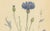 Blue Carl Lindman, Cornflower Botanical Study, Centaurea Cyanus, 1905, Paper For Sale - Image 8 of 9