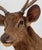Javan Rusa Deer Trophy For Sale - Image 9 of 11