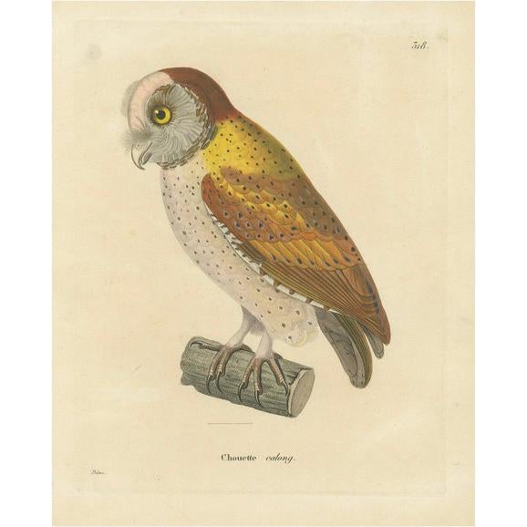 Chouette Calong, 1838, Paper For Sale - Image 6 of 6