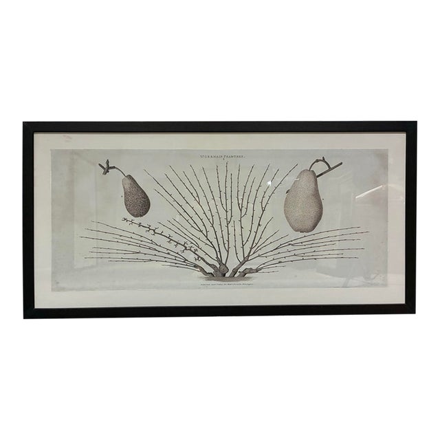 Natural Curiosities “St. Germain Pear-Tree” Oversized Botanical Print, For Sale