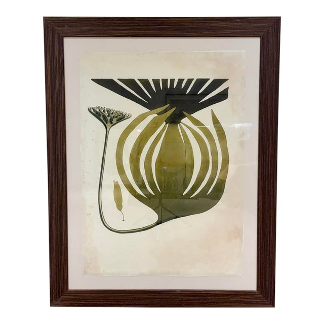 Oversized Natural Curiosities Harvey Seaweeds Botanical Print – Framed For Sale