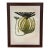 Oversized Natural Curiosities Harvey Seaweeds Botanical Print – Framed For Sale