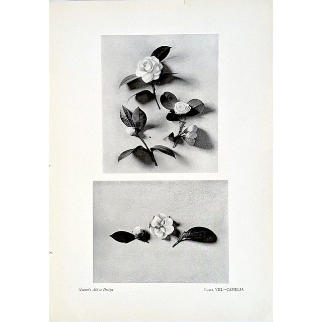Contemporary Set of 12 Antique Botanical Photogravure Plates From the First Edition of Nature's Aid to Design (1907) For Sale - Image 3 of 13