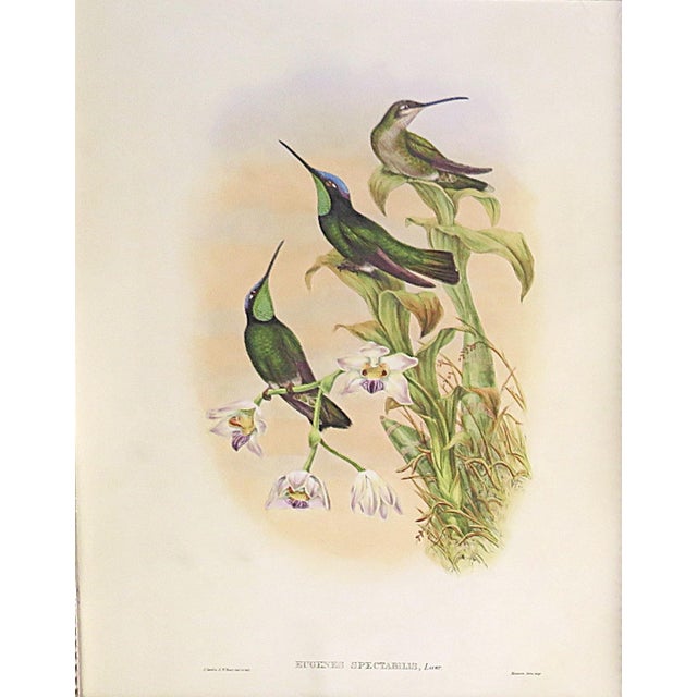 Victorian Pair of John Gould Humming Bird Lithographs Prints 1st Edition Framed For Sale - Image 3 of 5