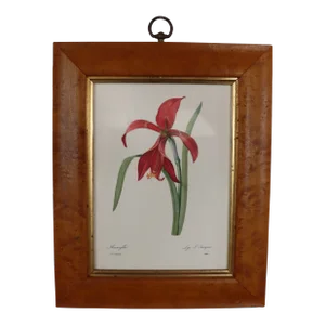 Amaryllis Birds Eye Maple Framed Print