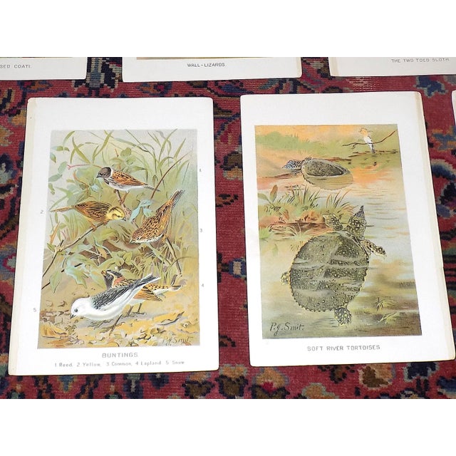 Antique 19th Century Animal/Fauna Lithographs - Set of 11 For Sale In Cincinnati - Image 6 of 8