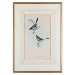 Dartford Warbler, Gould, Birds of Europe 1832-1837