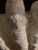 Faux Plaster Decorative Clam Shell For Sale - Image 11 of 12