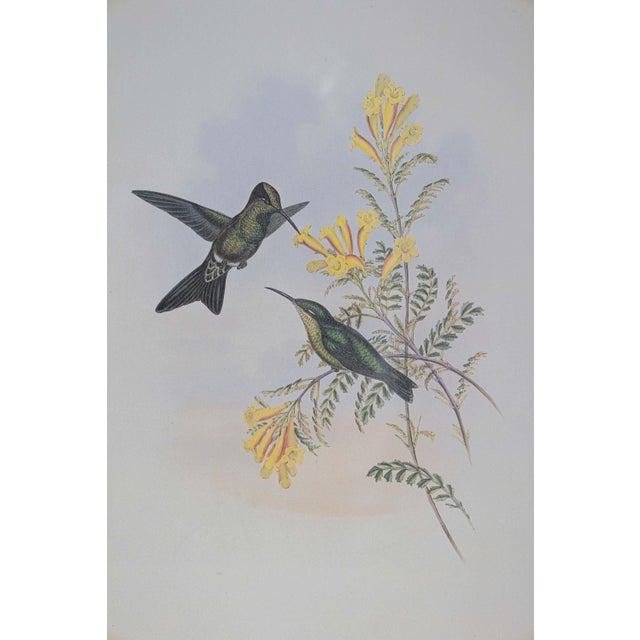 Victorian 19th Century Bird Print - One of 24 For Sale - Image 3 of 5