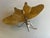 I seem to like insects tchotchkes hidden around my books, vases, vignettes. Picked up this little fellow in Paris....