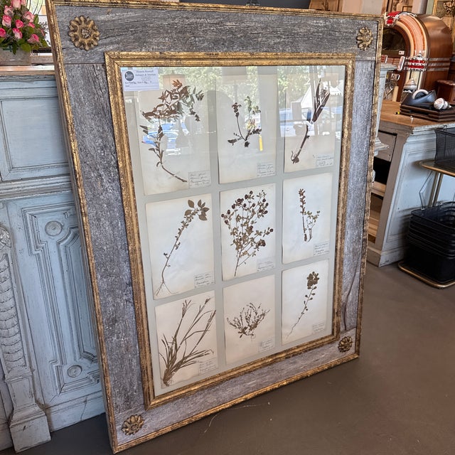 This is a custom framed French herbier (botanical study) showcasing preserved floral specimens. Each plant has been...