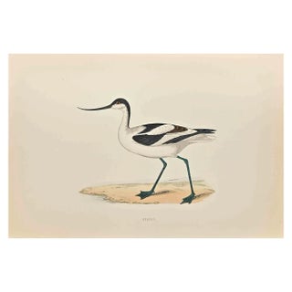Alexander Francis Lydon, Avocet, Woodcut Print, 1870 For Sale