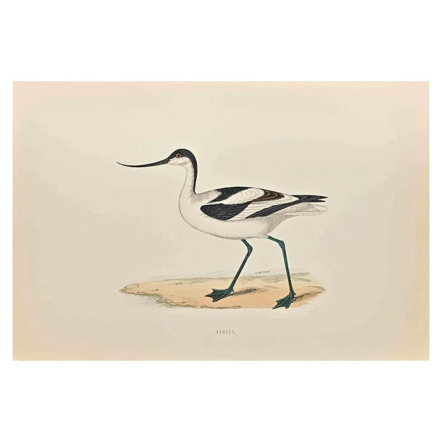Alexander Francis Lydon, Avocet, Woodcut Print, 1870 For Sale